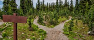 Photo of Pathway Surrounded By Fir Trees